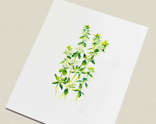 A watercolor painting of green thyme leaves and small white flowers on a light beige background.