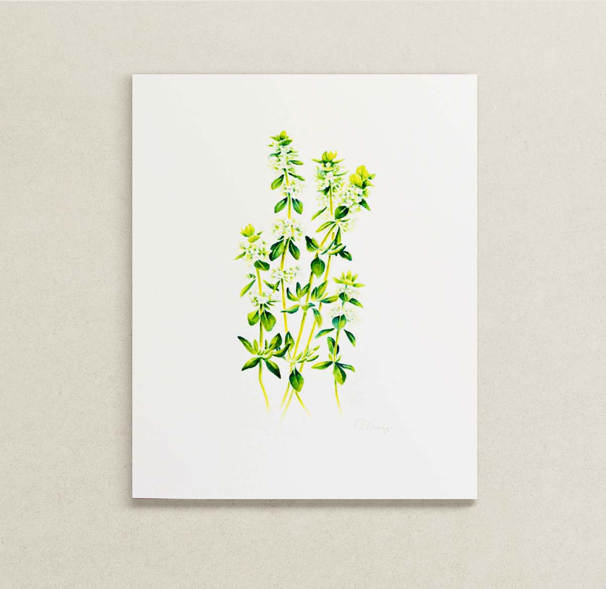 A botanical watercolor painting featuring green thyme leaves and white flowers on a white paper background, displayed on a textured light beige wall.