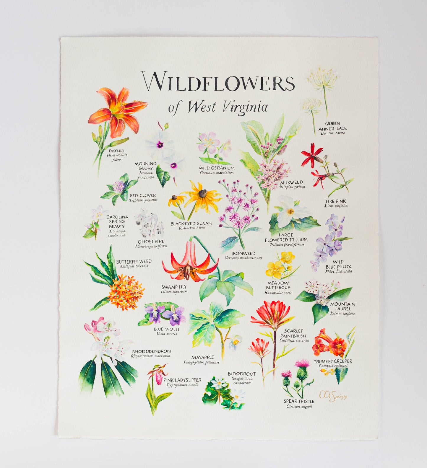 Painting featuring West Virginia Wildflowers