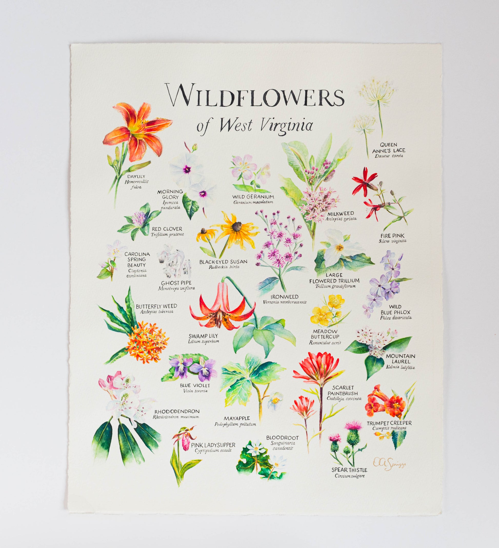 Painting featuring West Virginia Wildflowers