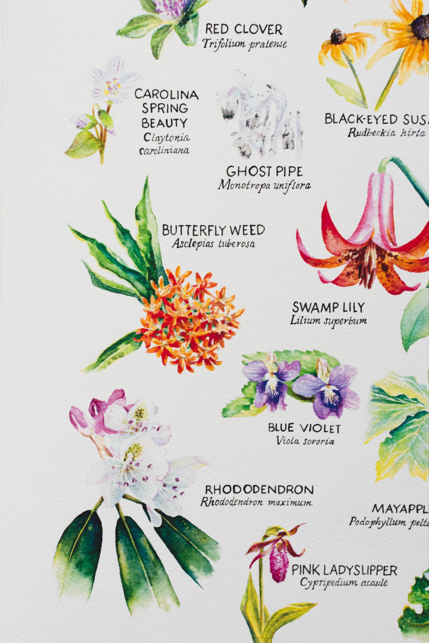 Cropped area of my WV Wildflowers print showing Red Clover, Carolina Spring Beauty, Ghost Pipe, Swamp Lily, Rhododendron and Butterflyweed
