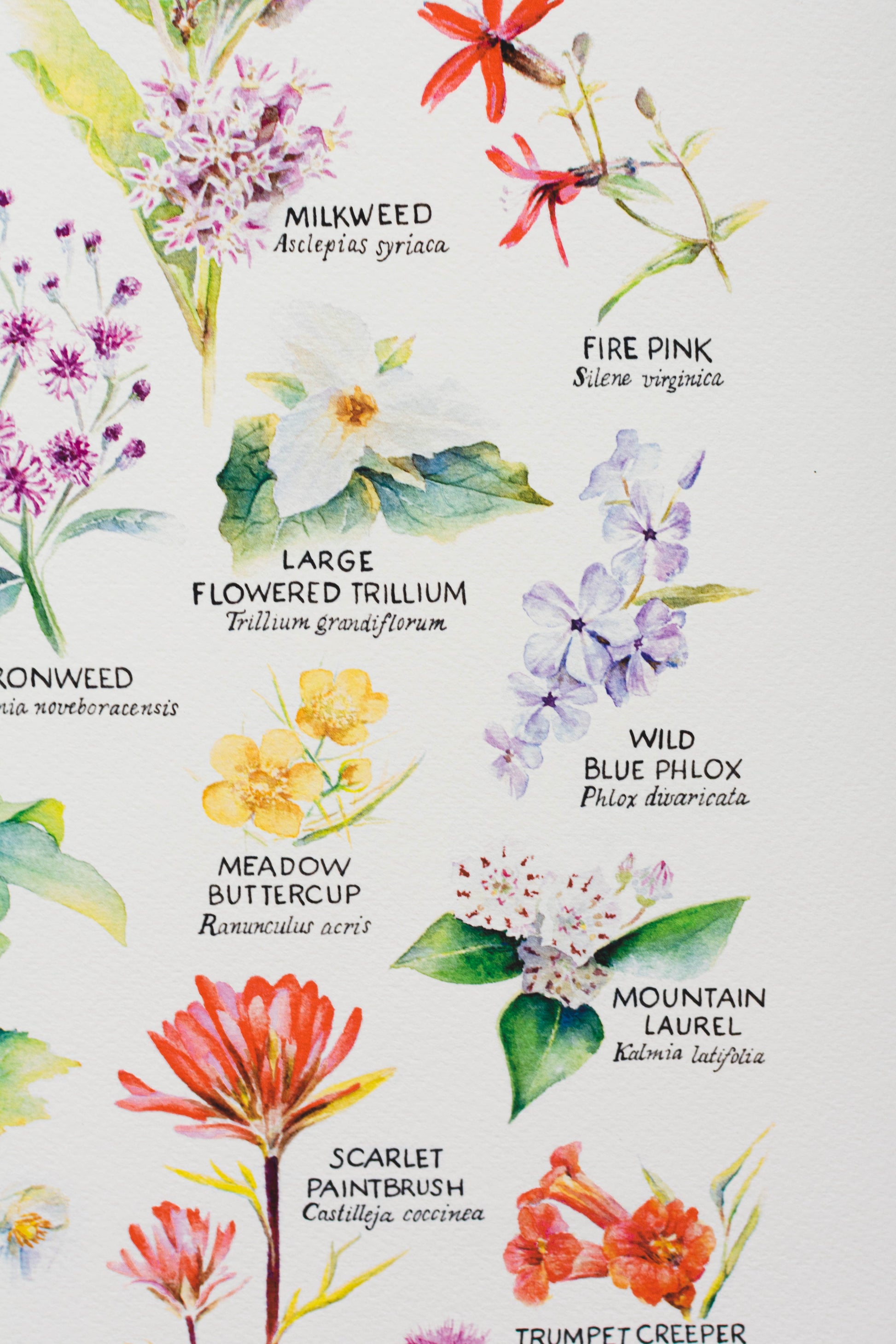 Cropped area of the WV Wildflowers print showing milkweed, trillium, phlox, mountain laurel, and trumpet creeper