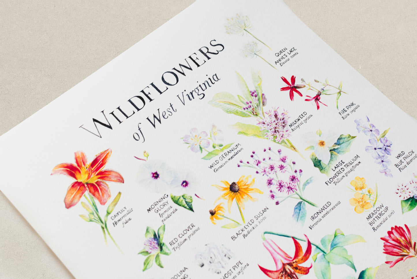 Sheet of colorful wildflower illustrations on a white background