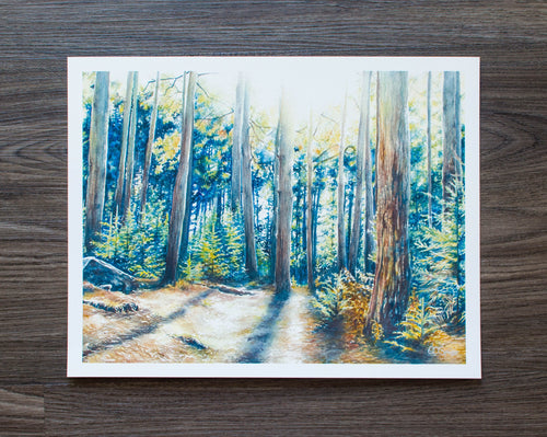 14 x 11 Print of Dolly Sods Forest Shadow