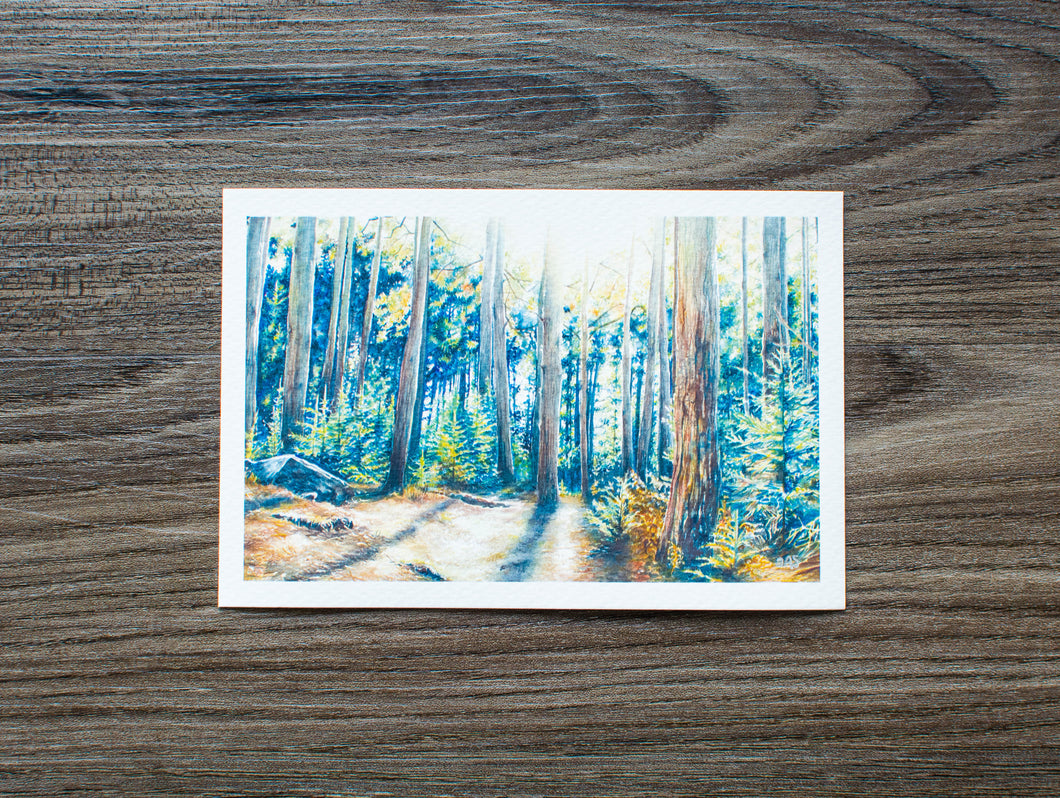 6 x 4 Print of Dolly Sods Forest Shadow