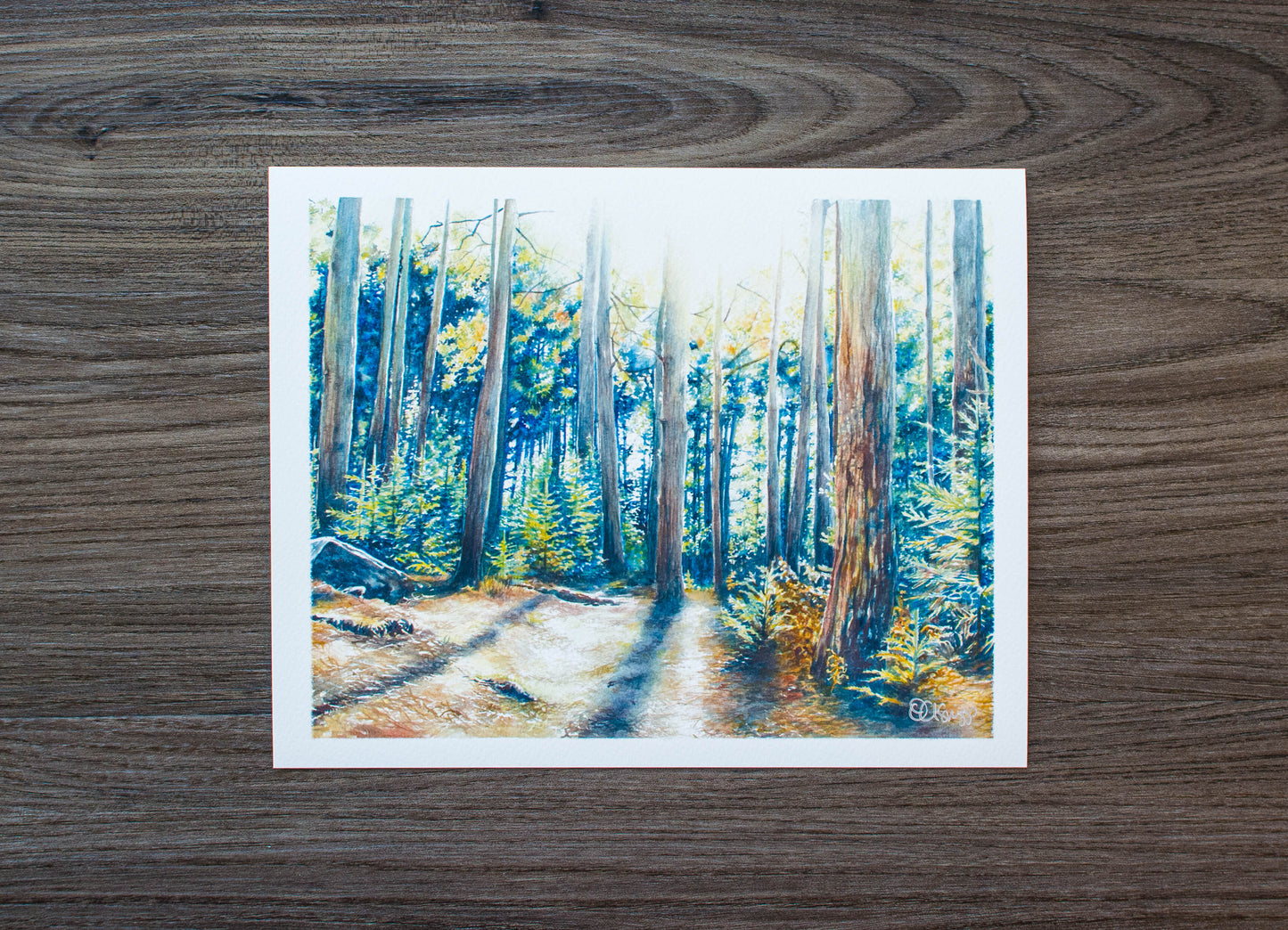 10 x 8 Print of Dolly Sods Forest Shadow