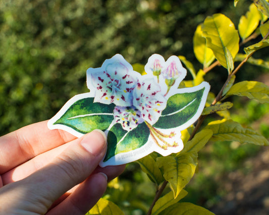 Mountain Laurel sticker being held in hand